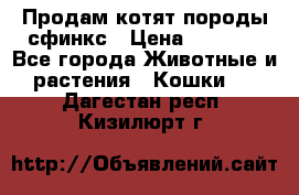 Продам котят породы сфинкс › Цена ­ 4 000 - Все города Животные и растения » Кошки   . Дагестан респ.,Кизилюрт г.